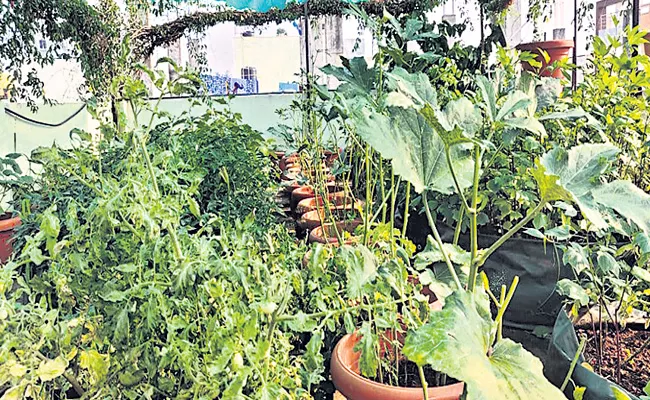 Techniques In Vegetable Cultivation In Urban - Sakshi