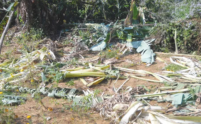 Elephants Attack on Banana Crop in Srikakulam - Sakshi