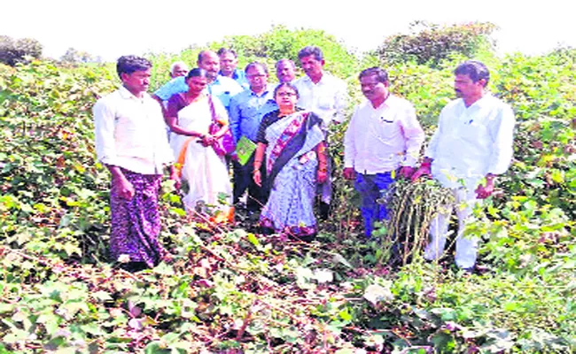 Pigs Attack To Crops Loss Adilabad - Sakshi