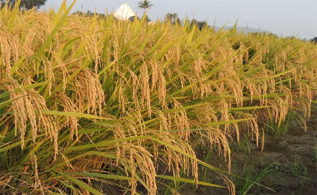 Rice Cultivation In 'Sri' Method Is High Yields - Sakshi