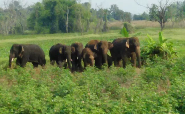 Elephants Attack On Crops In Vizianagaram - Sakshi