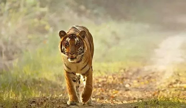 Villagers kill tigress by running tractor over it - Sakshi