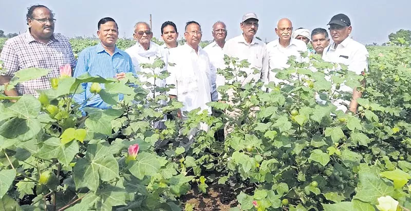 Organic farming benefit with sooty cotton forming - Sakshi