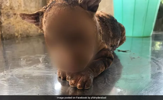 In Hyderabad 4 Puppies Burnt Alive In Front Of Their Mother - Sakshi