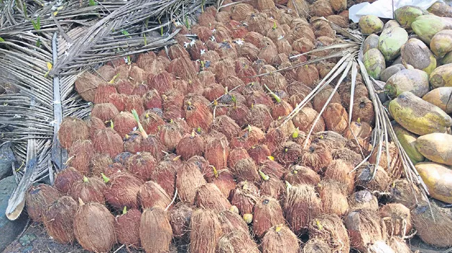 Drastic Decline Of Coconut Price - Sakshi