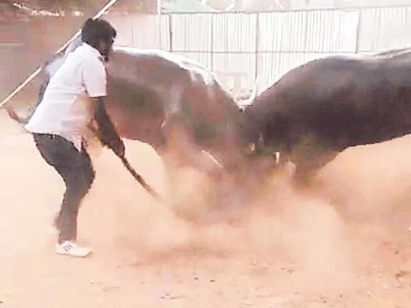 Deputy CM conveyor glasses Destroyed with Buffalo fight - Sakshi