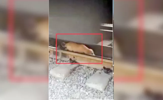 Dog Escape From Train AccidentIn Karnataka - Sakshi