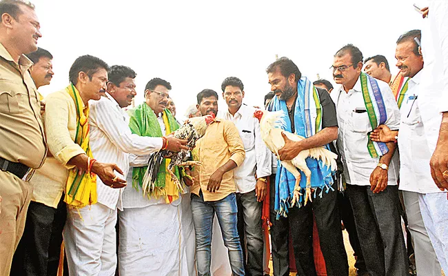 Cock Fight In Palndau - Sakshi