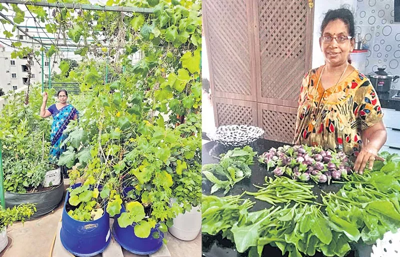 Cultivating home crops - Sakshi