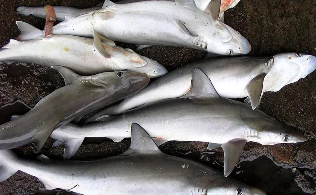 Shark Fishing Endangered In Arabian Sea - Sakshi