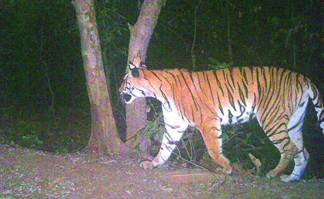 Tiger Spotted in Kawal Reserve Forest - Sakshi