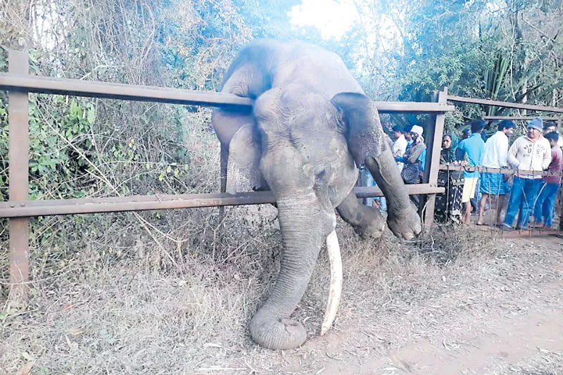 Elephant gets stuck in railway fencing while fleeing villagers in Karnataka - Sakshi