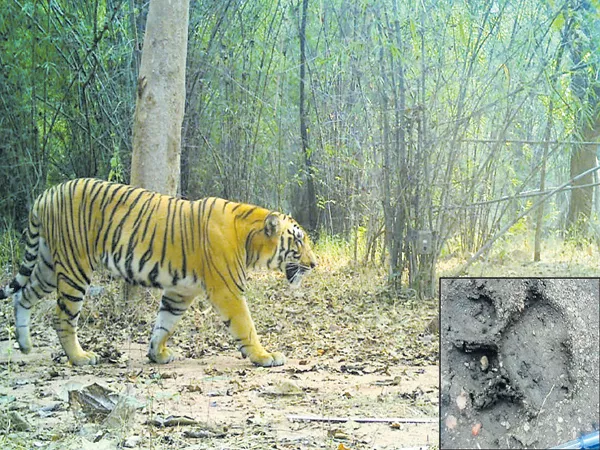 Tiger Spotted in Kavval Reserved Forest - Sakshi