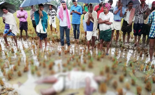 Cyclone Phethai Causes For Farmer Death In Srikakulam - Sakshi