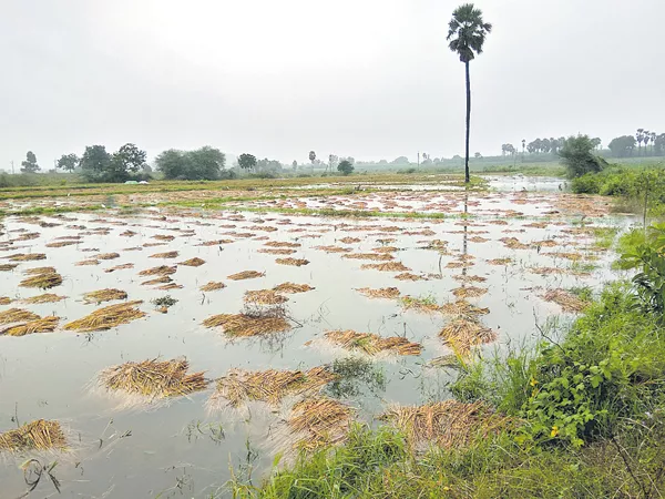 Pethay Cyclone effect to the Farmers - Sakshi