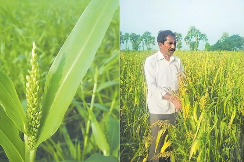 milli grains cultivation in rabi - Sakshi