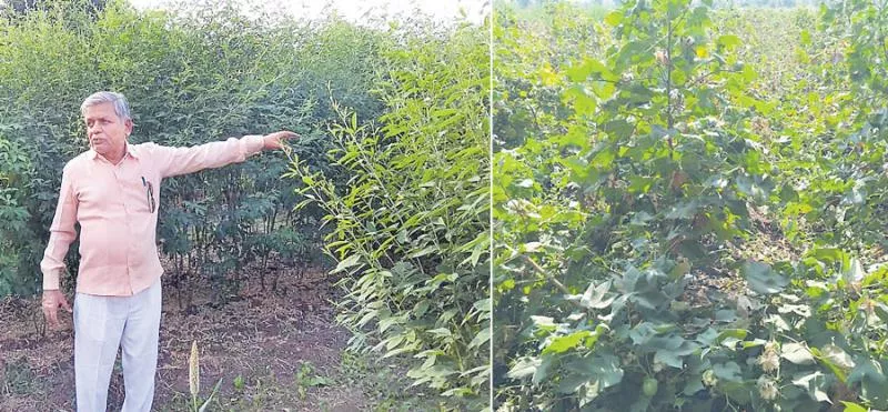 natural cotton farming process in sagubadi - Sakshi