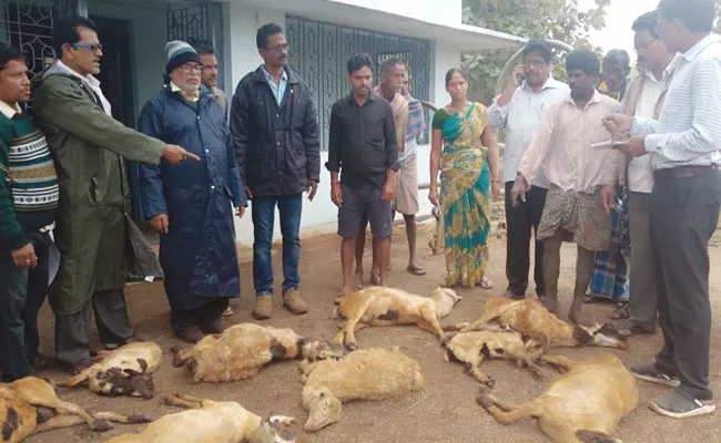 Animals Died in Vizianagaram With Low Temperatures - Sakshi