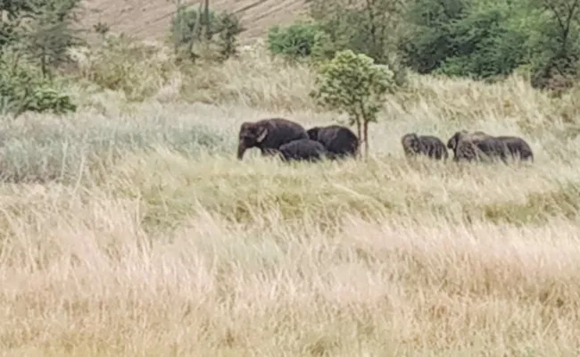 Elephants Attack in Khadgavalasa Vizianagaram - Sakshi