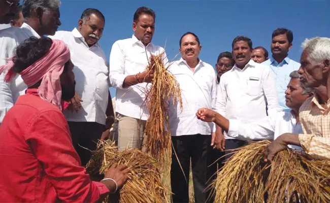 Majji Srinivasa Rao Visit Farmers Crops in Vizianagaram - Sakshi