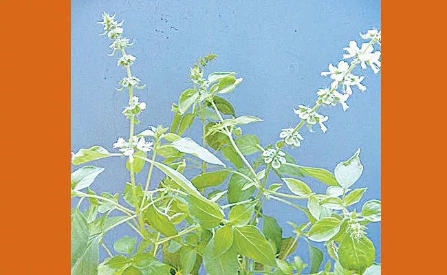 basil leaves burnt If bathing with water rashes on the skin fall down - Sakshi