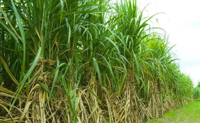 Sugarcane Farmers Crop Loss Medak - Sakshi