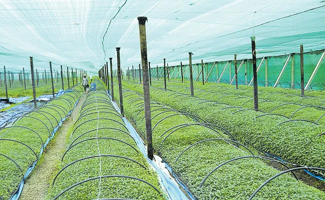 State Horticulture Technology for Seychelles - Sakshi