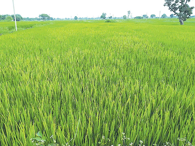 fake seed distribution for peddy crops - Sakshi