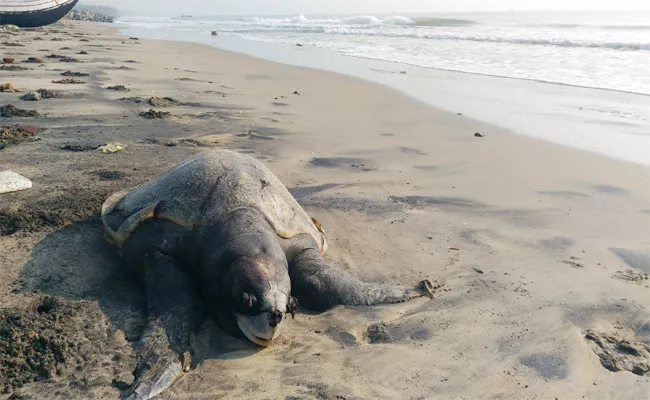 Turtles Suffering in Uppada Beach East Godavari - Sakshi