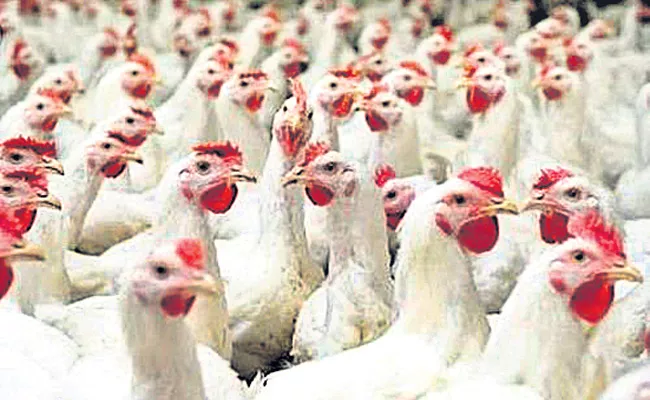 Chicken Prices Hikes in Telugu States - Sakshi