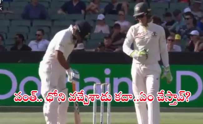 Tim Paine Sledges Rishabh Pant - Sakshi