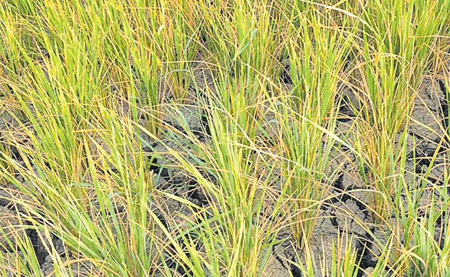 Kharif crop loss Do not report to the center - Sakshi