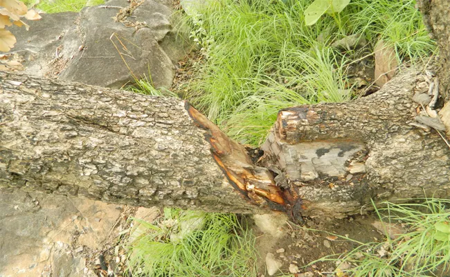 Sandlewood Smuggling in Chittoor Forest - Sakshi