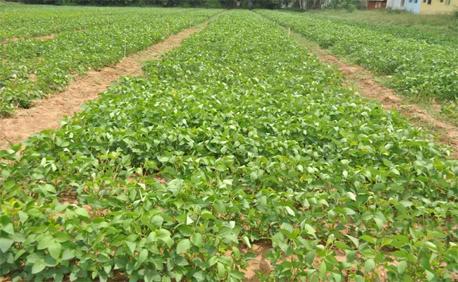 Black Grain Cultivation - Sakshi