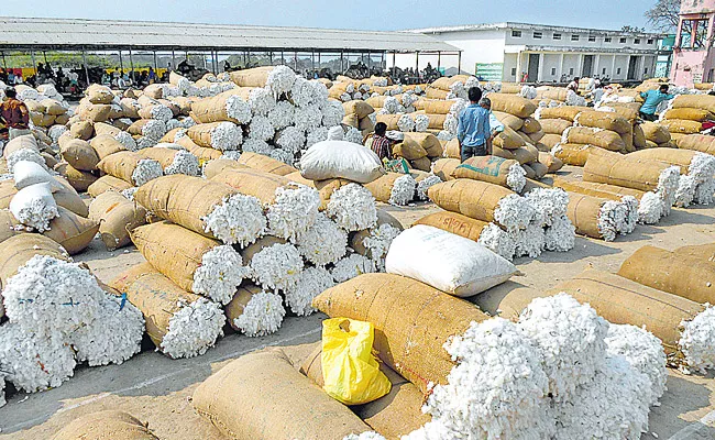 This years cotton Price went up heavily - Sakshi