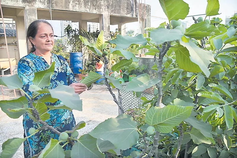 'Amrut' crops on apartment - Sakshi