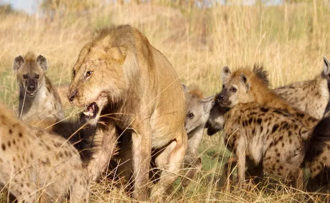 Hyenas Vs Lion Fight Guess Who Wins At The End - Sakshi