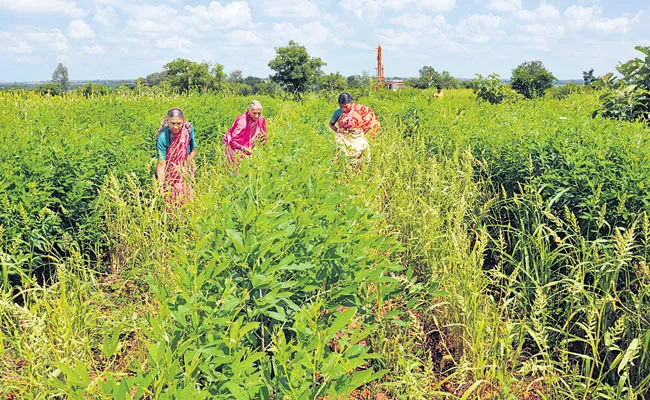 Crop Changing Helps To Gain More Profits In Farming - Sakshi