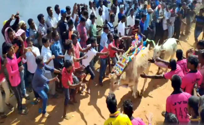 jallikattu in Chittoor District - Sakshi