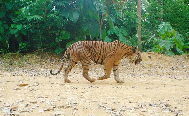 Tiger Caught in Lankamala Forest YSR Kadapa - Sakshi