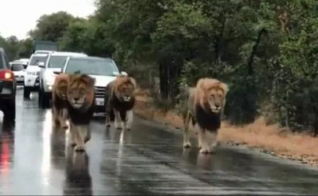 Viral Video Four Lions Take Over Busy Road - Sakshi