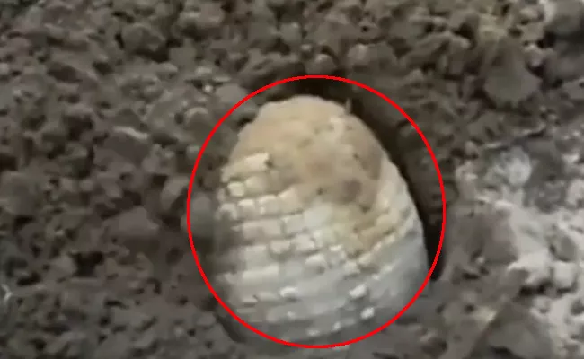 Armadillo Found In Lacha Thanda In Dornakal - Sakshi