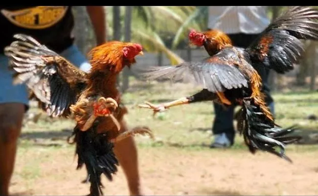 Kodi Pandalu In Khammam - Sakshi