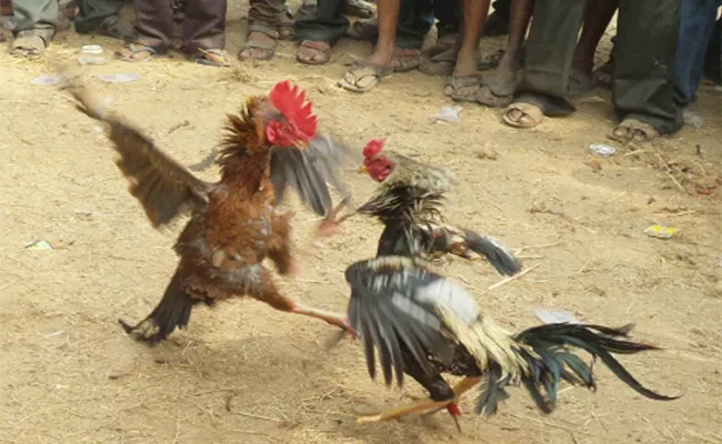 TDP Leaders participate Hen Fights in East Godavari - Sakshi