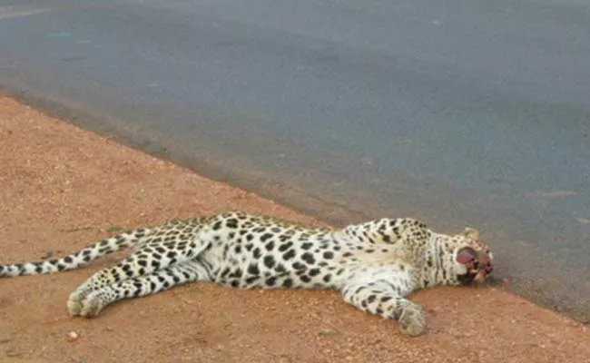 Leopard Died On Batasingampally National Highway Nellore - Sakshi