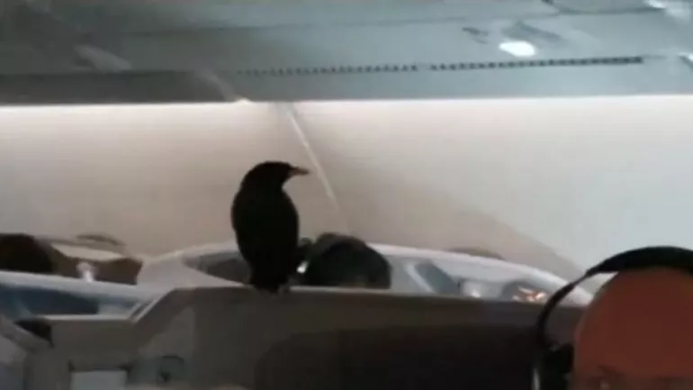 Viral Video Bird Flies Business Class on Singapore Airlines Flight - Sakshi