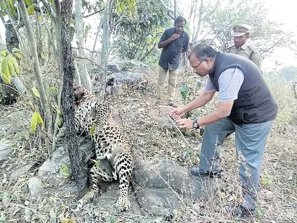 leopard killed with Hunter Attack - Sakshi