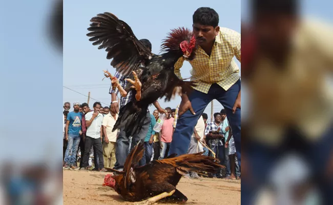 TDP Leaders participate Hen Fights in West Godavari - Sakshi