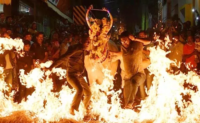 Cows Walking Over Burning Hay As Part Of Sankranti Celebrations In Bengaluru - Sakshi