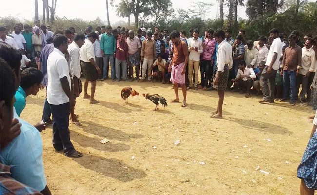 TDP Leaders participate Hen Fights in East Godavari - Sakshi